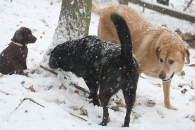 three dogs