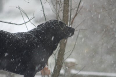 dogs in snow