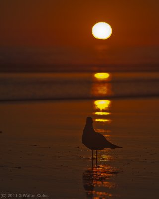 Sunset 2-7-11 2 Gull Sillouette.jpg