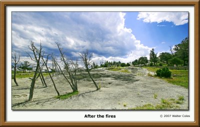YellowstoneDeadTrees-01.jpg