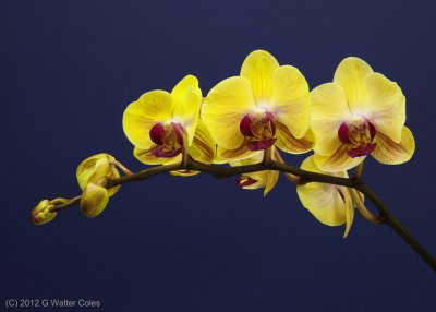 Orchids 7-24-12 3 A+.jpg