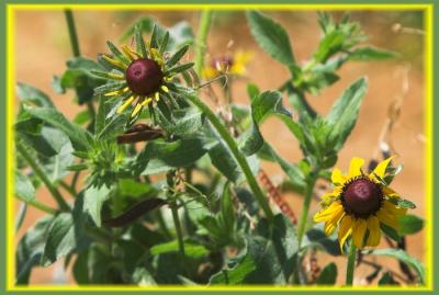 Wildflowers70-200L.jpg