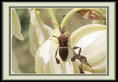 BeetlesFlower2.jpg