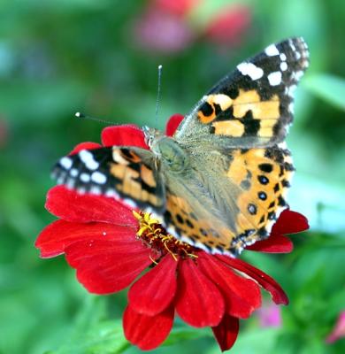 ButterflyFlower17-40.jpg