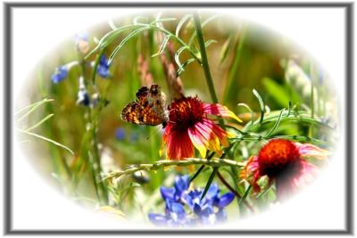 ButterflyFlowers.jpg