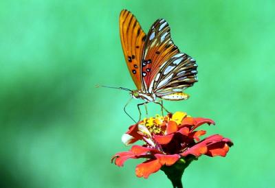 g4/23/658623/3/60446117.ButterflySept22_200L.jpg