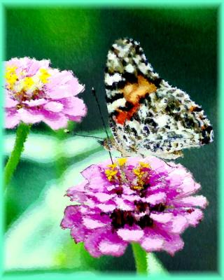 ButterflyWatercolor.jpg