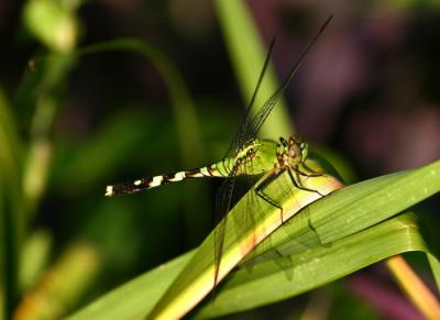 DragonflyLeaves4.jpg