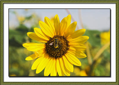 BeeOnSunflower1.jpg