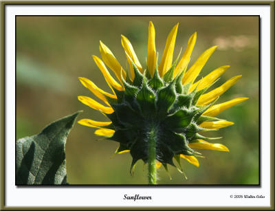 Sunflower2June26.jpg