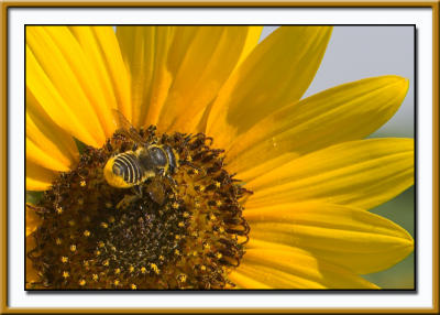 BeeOnSunflower.jpg