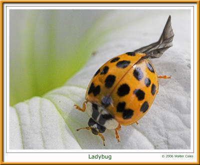 Ladybug2_100Macro.jpg