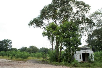 Cleared vegetation