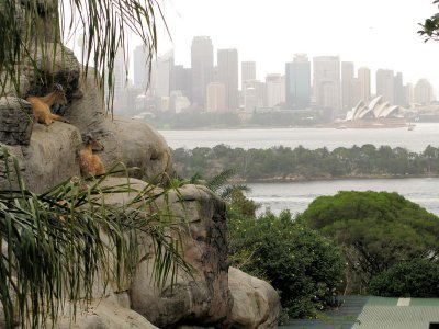 Taronga Goats