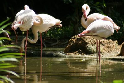 Where ever I go, flamingoes