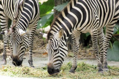 Stripes