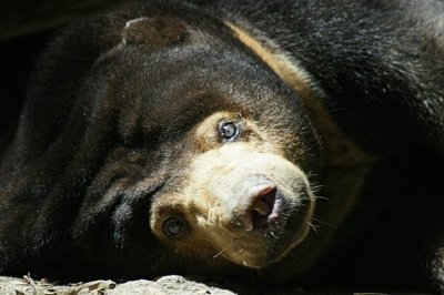 Sun bear sunning