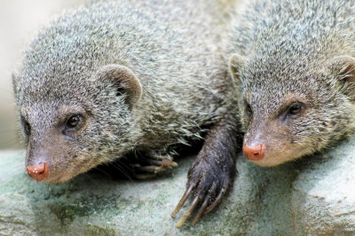 One mongoose, two mongeese?