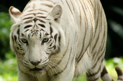 White Tiger