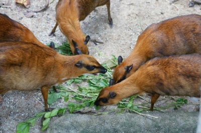 Mousedeer