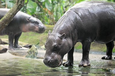 Pygmy Hippos