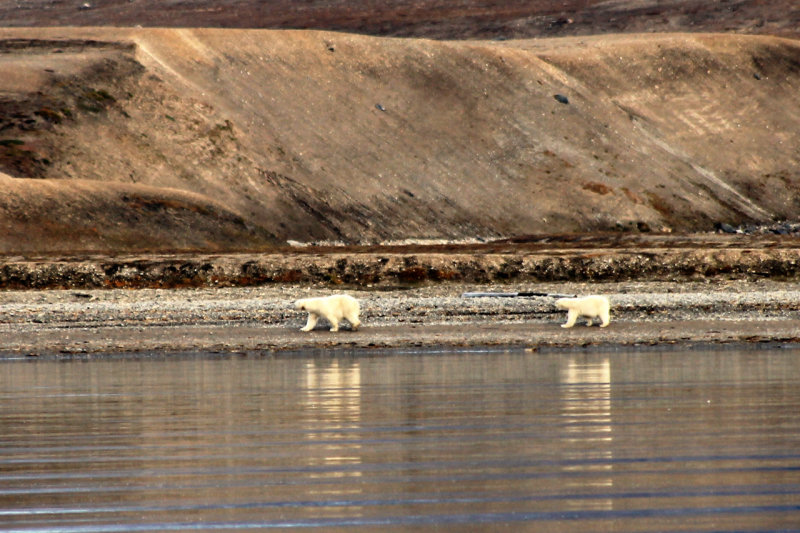 Polar bears...