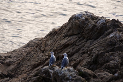 Quiet gulls