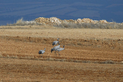 Cranes