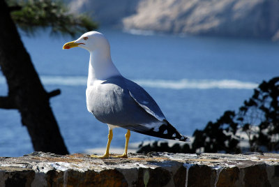 The gull's balcony...