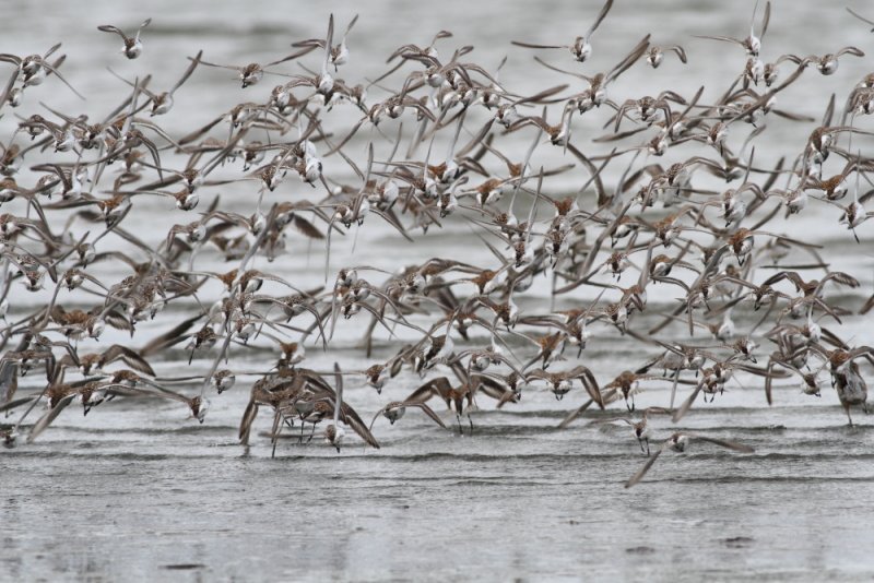 5-4-2012 dunlin flyoff_6014.JPG