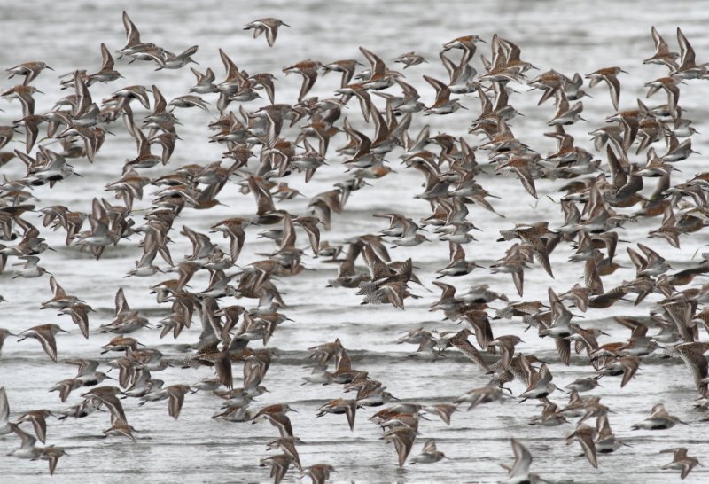 5-4-2012 dunlins and sandpipers_5980.JPG