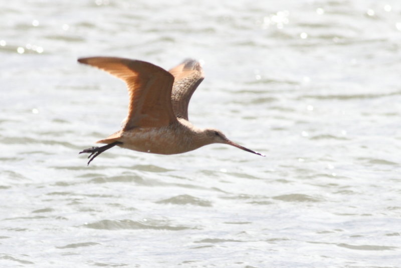 5-4-2012 marbled godwit_6048.JPG