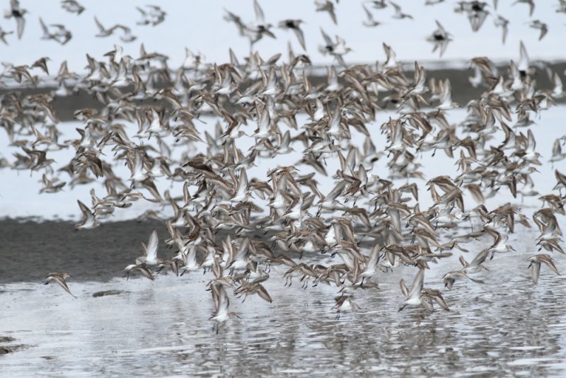 5-5-2012 western sandpiper flyoff_6431.JPG