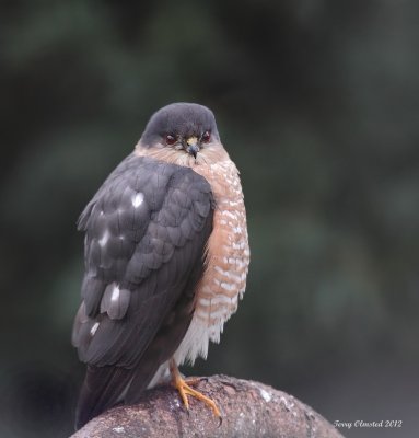 2-20-2012 sharp-shinned  hawk_0452.JPG