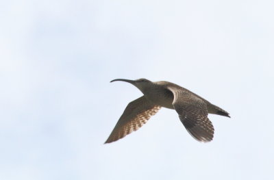 5-4-2012 Whimbrel_6054.JPG