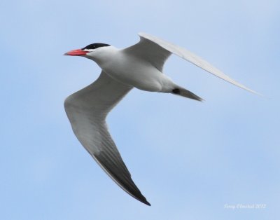 5-4-2012 caspian tern_6061c2.JPG
