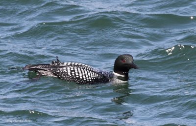 5-4-2012 common loon_6098.JPG