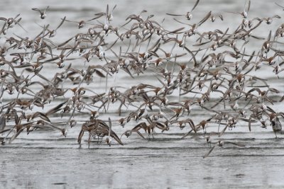 5-4-2012 dunlin flyoff_6014.JPG
