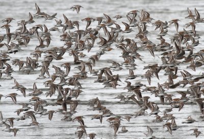 5-4-2012 dunlins and sandpipers_5980.JPG
