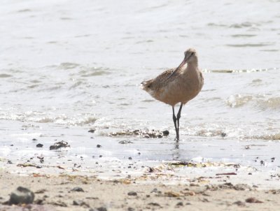 5-4-2012 marbled godwit_6038.JPG