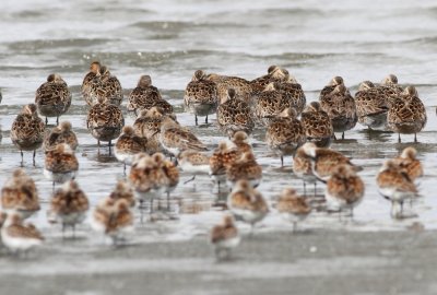 5-4-2012 short-billed dowitchers and western sandpipers_6012.JPG