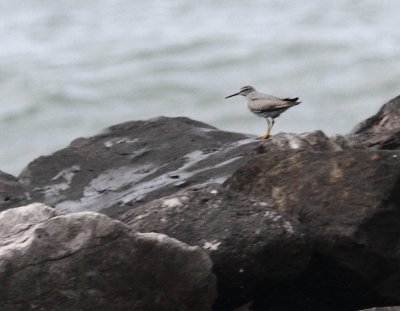 5-4-2012 wandering tattler_6179.JPG
