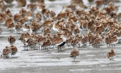 5-4-2012 western sandpipers and dunlin_6010.JPG