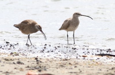 5-4-2012 whimbrels_6046c2.JPG