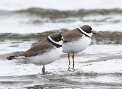 5-5-2012 semi-palmated plovers_6491c2.JPG