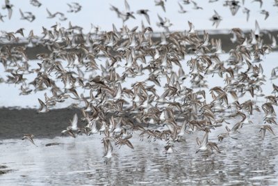 5-5-2012 western sandpiper flyoff_6431.JPG