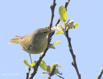 5-6-2012 f common yellowthroat_6698.JPG
