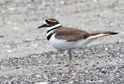 5-5-2012 killdeer_6310c2.JPG