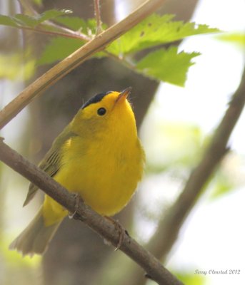 5-5-2012 wilsons warbler_6596c2.JPG