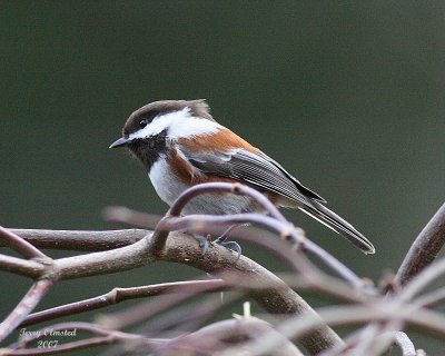 12-28-07 chestnut-backed chickadee_5785.JPG